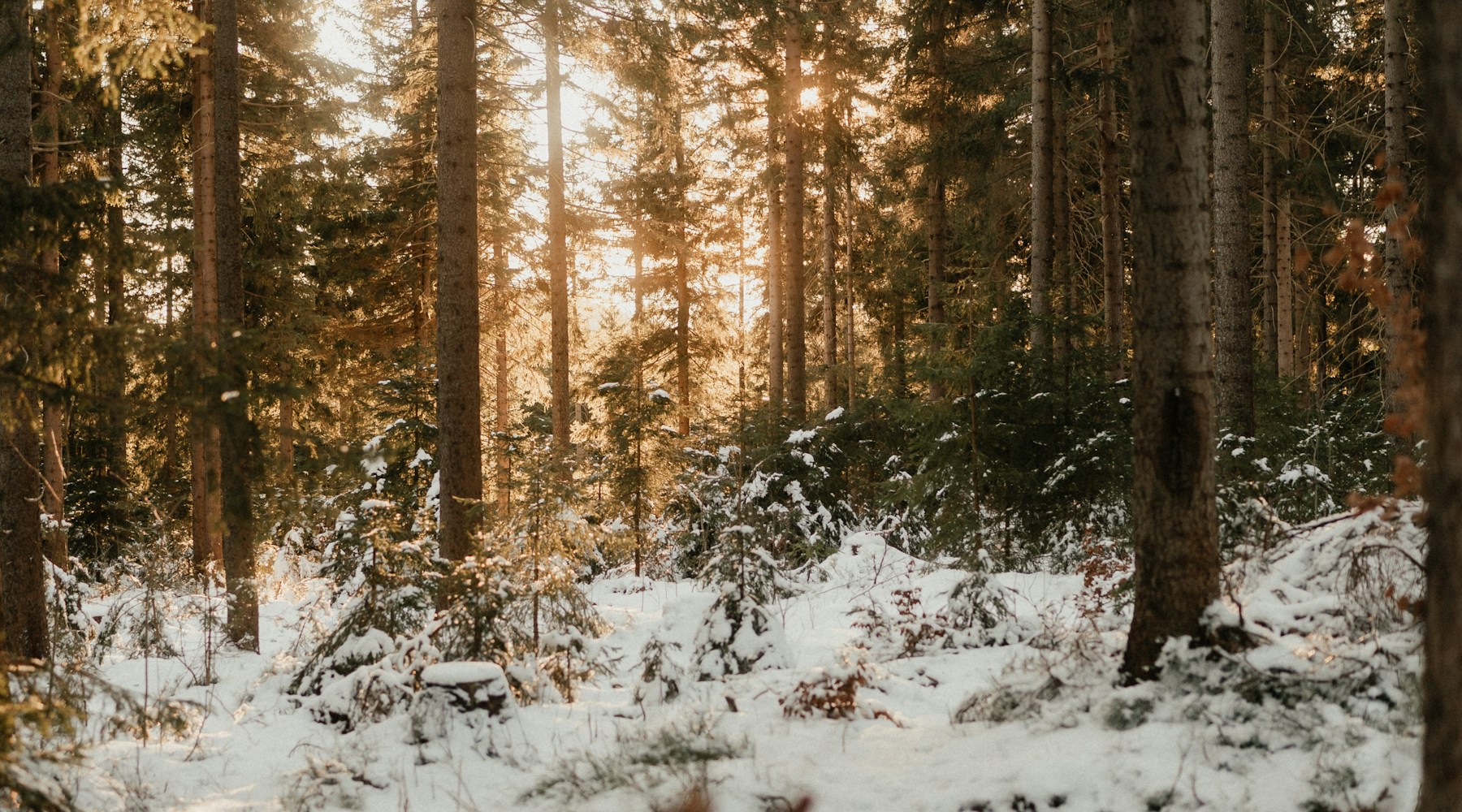 Caminho estreito atravessando uma floresta coberta de neve.